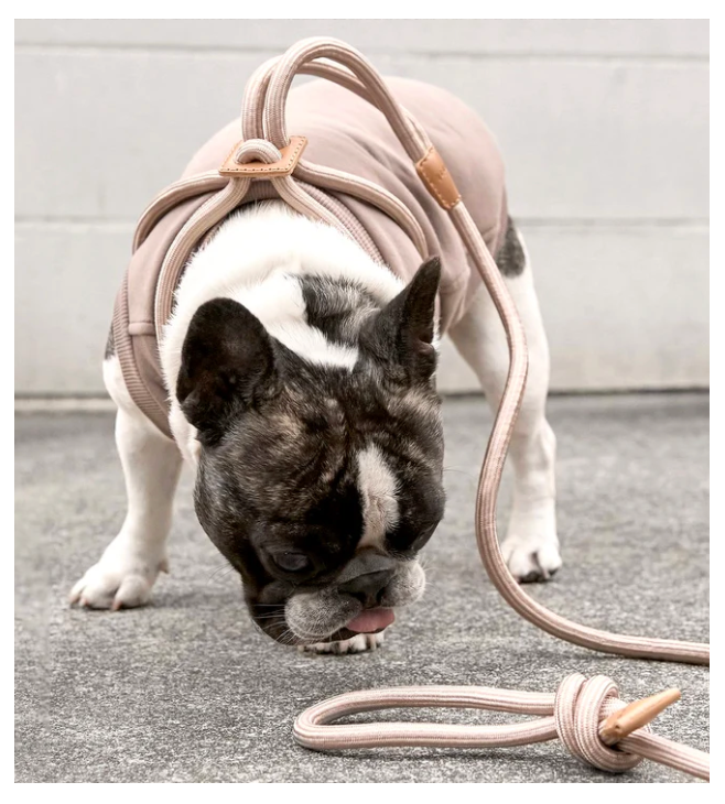 Ray Harness, Champagne Gold