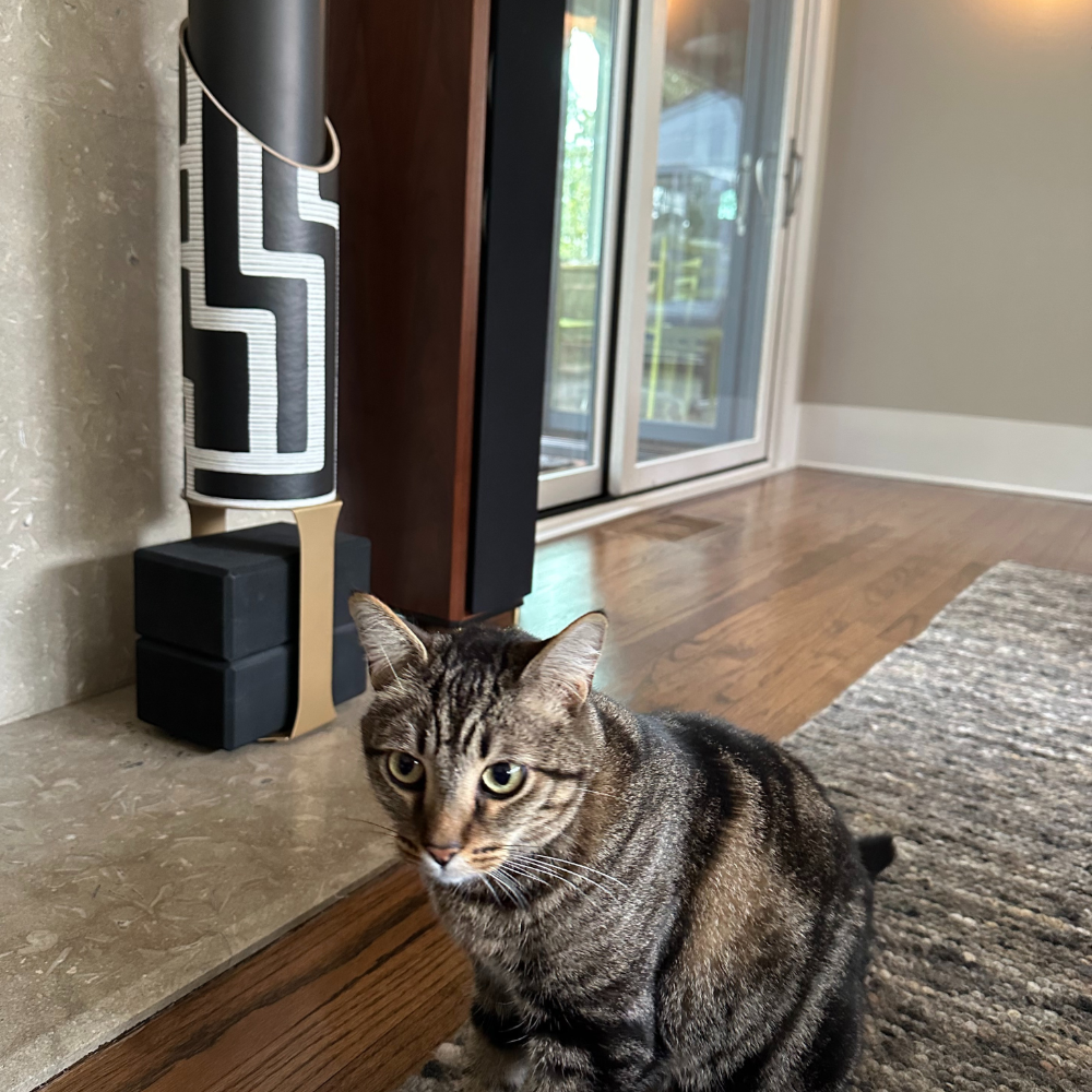 Colony tube on a black block base beside a gray tabby cat in a modern living room.