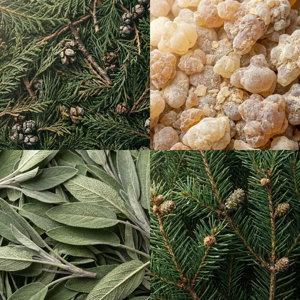 Four-part collage showing evergreen foliage with small cones, pale golden resin pieces, soft gray-green sage leaves, and fir branches with small brown buds.