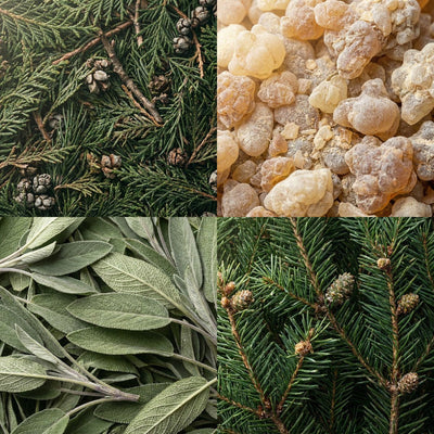 Four-part collage showing evergreen foliage with small cones, pale golden resin pieces, soft gray-green sage leaves, and fir branches with small brown buds.